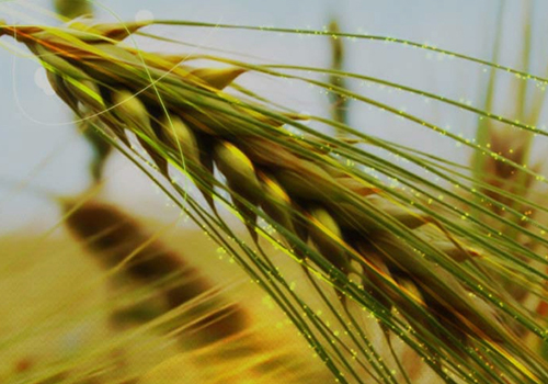 Bezirci Sigorta, Bezirci, konya' da sigorta, konya' da sigorta firmaları